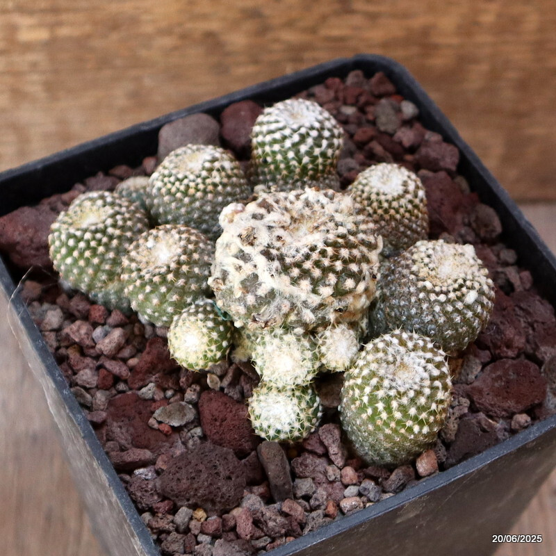 D4782 COPIAPOA LAUII pot10-H5-W9 cm MaMa Cactus