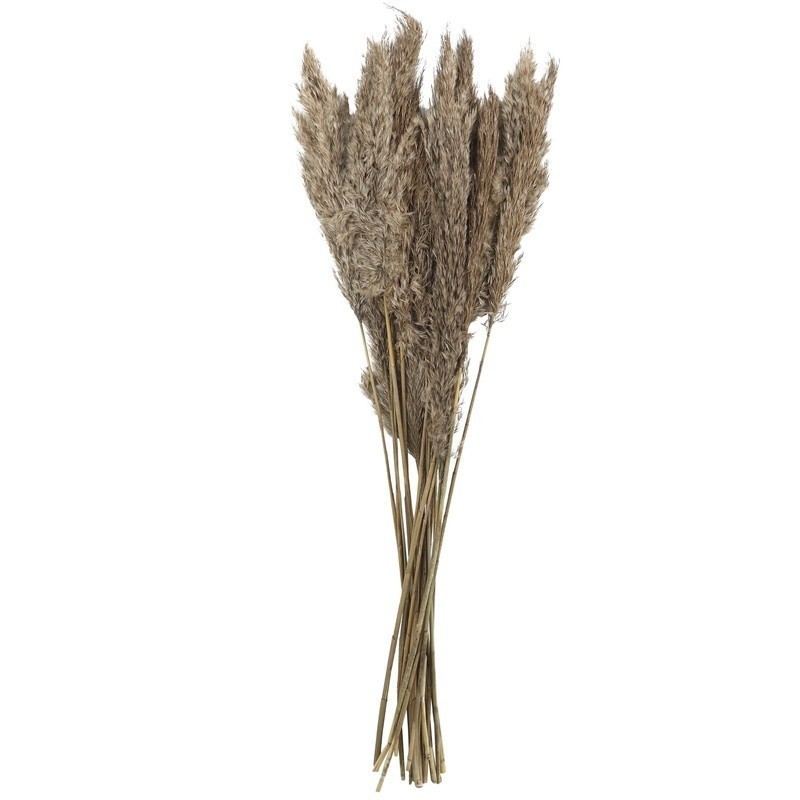 Dried Pampas Grass Bouquet 35 Inch Long Stems Natural Foliage Indoor Decor New