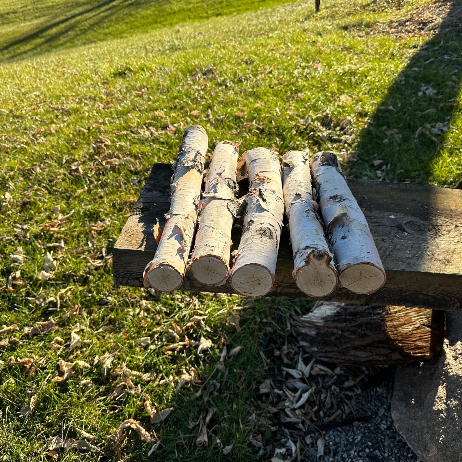 White Birch 5 Pc 14”-16” Long nice Decor Log Set Real Wood dried