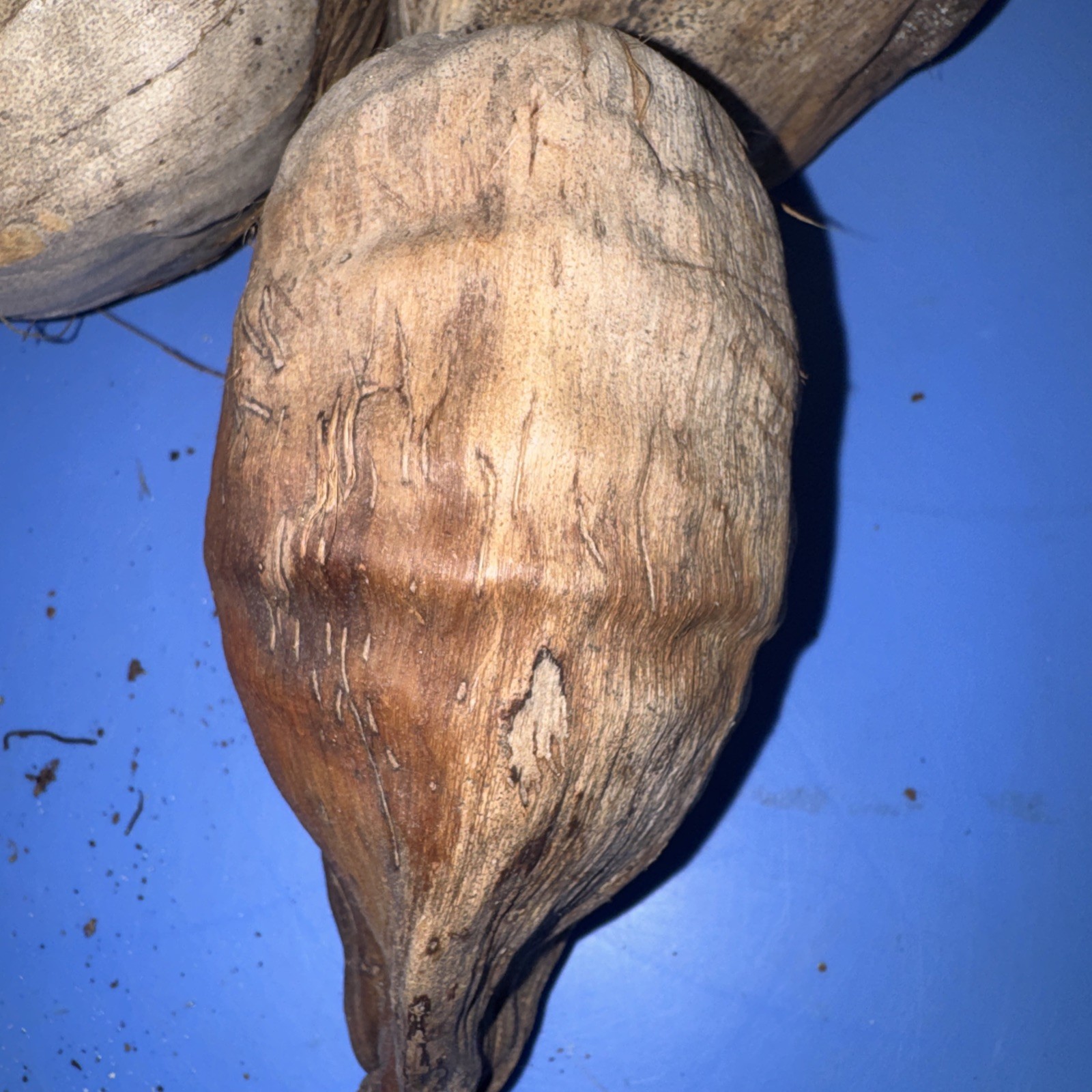 Lot Of 3 Large Coconut Jamaica Beach Whole Husk & Shell 7-9” organic texture