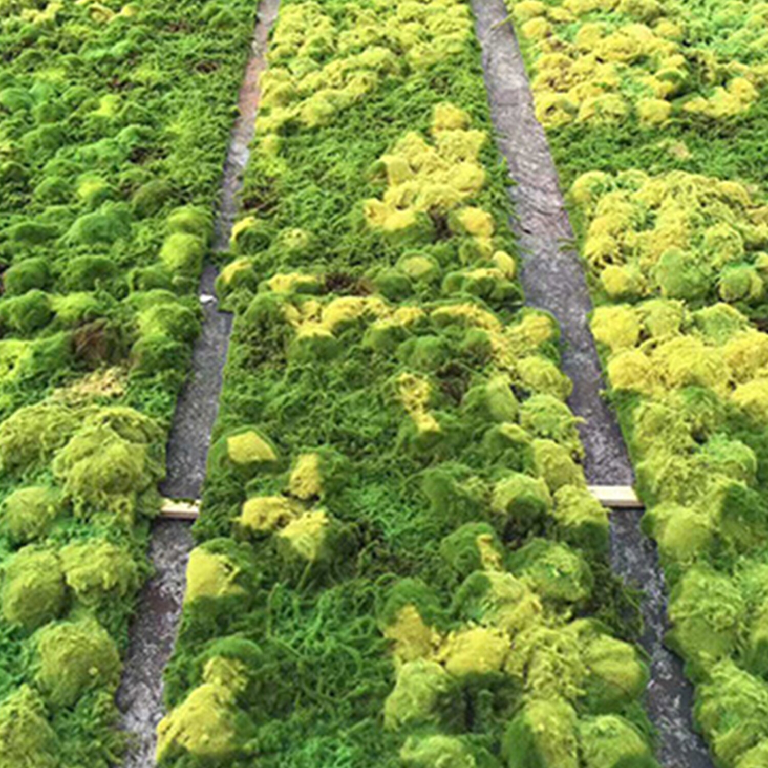 Preserved Moss Wall Decor Real Preserved Moss No Maintenance Required Z4F9