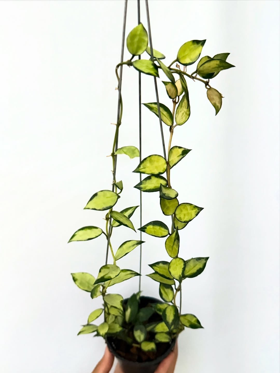 Real Picture HOYA LACUNOSA AGNI Rare Plant