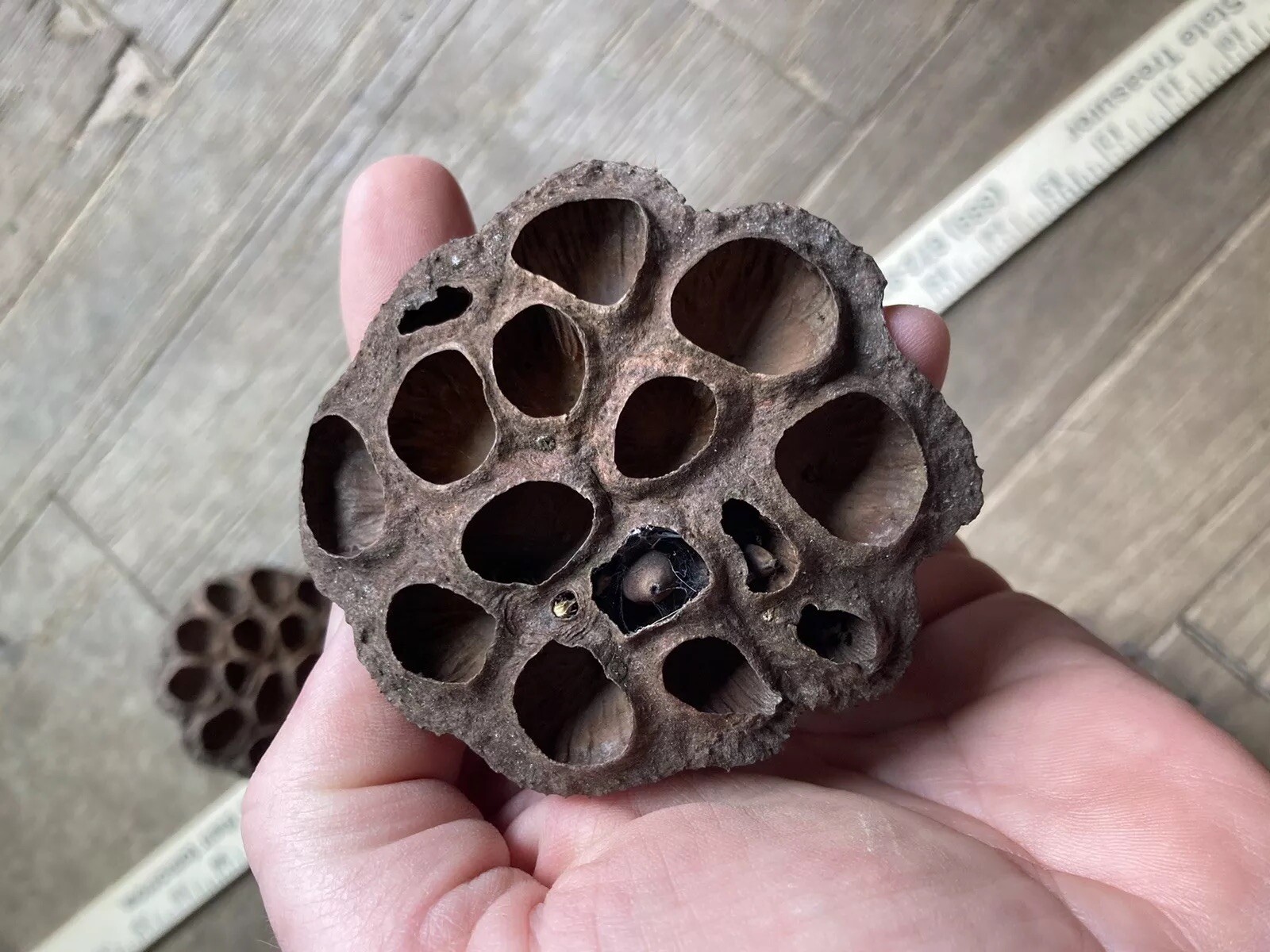 5 Dried Lotus Seed Pod Heads 3” Florist Wreath Decor Aquarium Habitat From USA