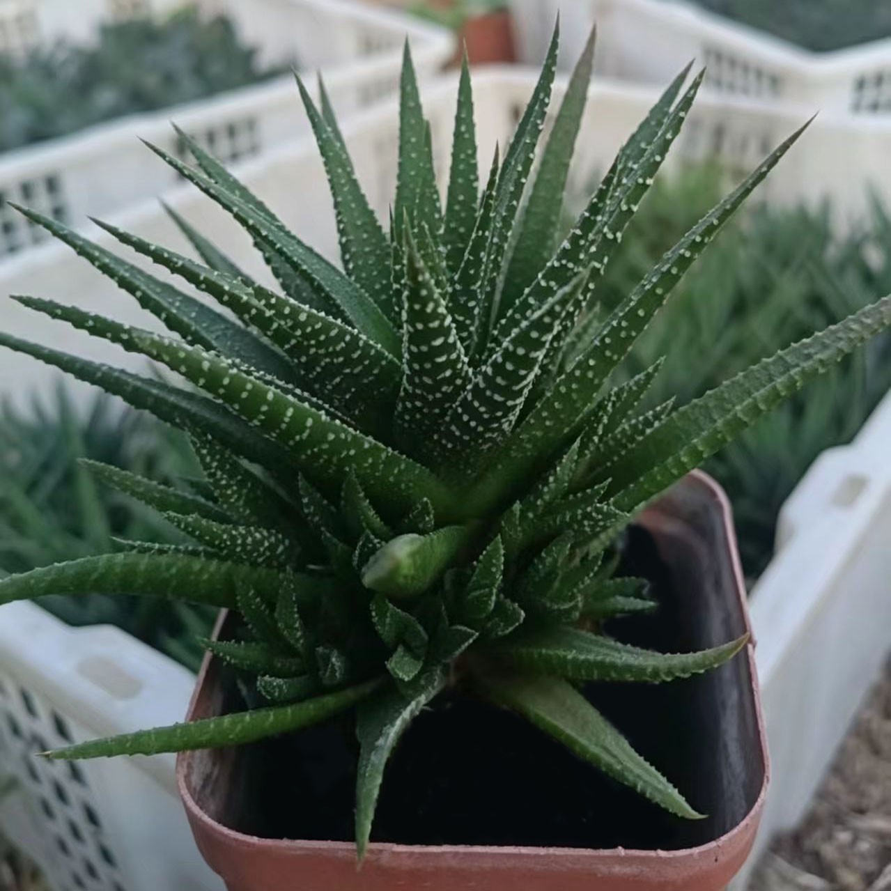 Zebra Plant Succulent – Haworthiopsis fasciata, Live Indoor Plant