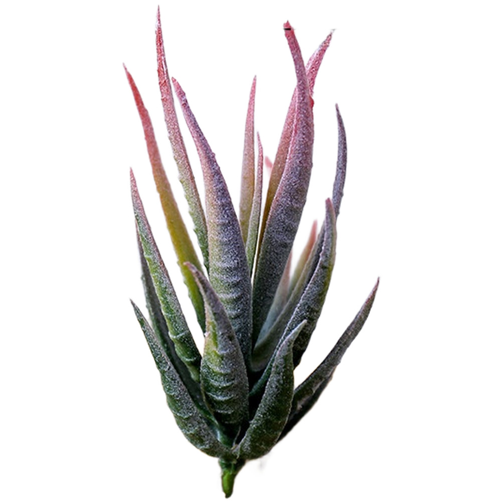 PVC Fake For zebra Aloe Plant for DIY Interior Wall Decor Home Office 12cm Tall
