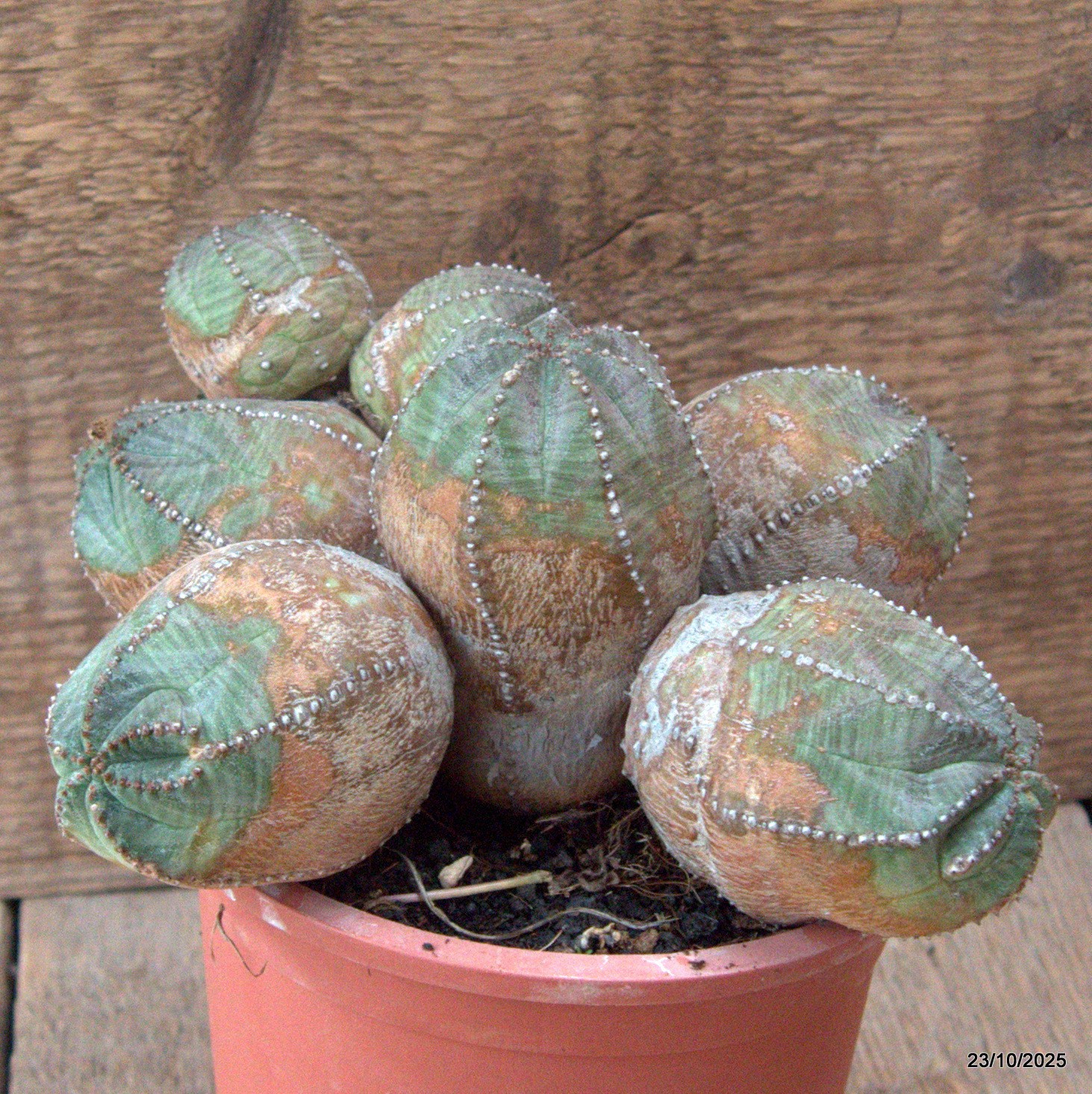 D7157 EUPHORBIA PSEUDOGLOBOSA pot13-H11-W19 cm MaMa Cactus