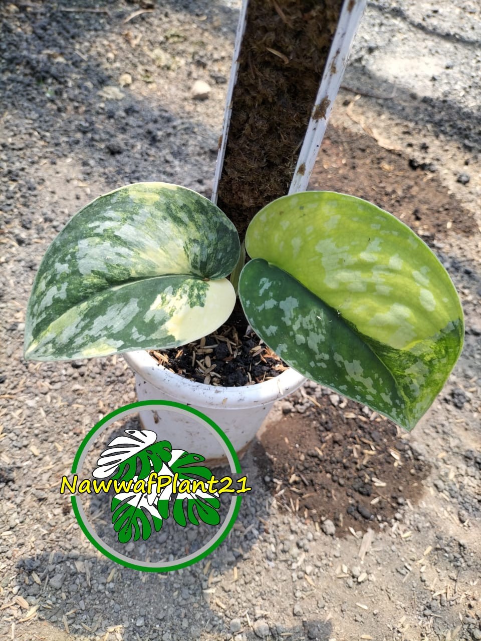 Scindapsus Andalas Variegated Two Leaf Real Picture