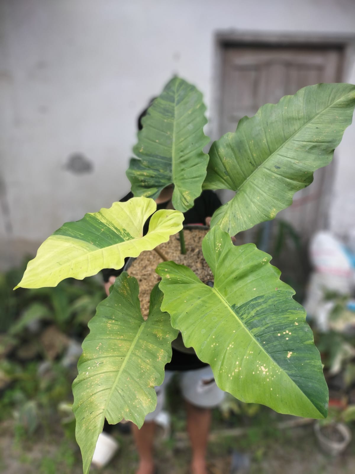 Philodendron Jungle Fiver Variegated Real Picture Big Size House Plant