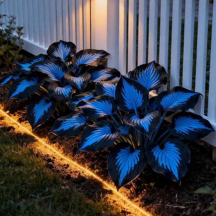 250+ Rare Blue & Black Hosta Seeds – Non-GMO Heirloom Perennial for Shaded Garde
