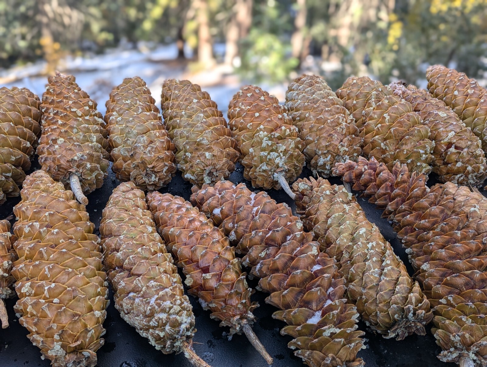 Beautiful, Foraged Sugar Pinecones, 10″ -22″