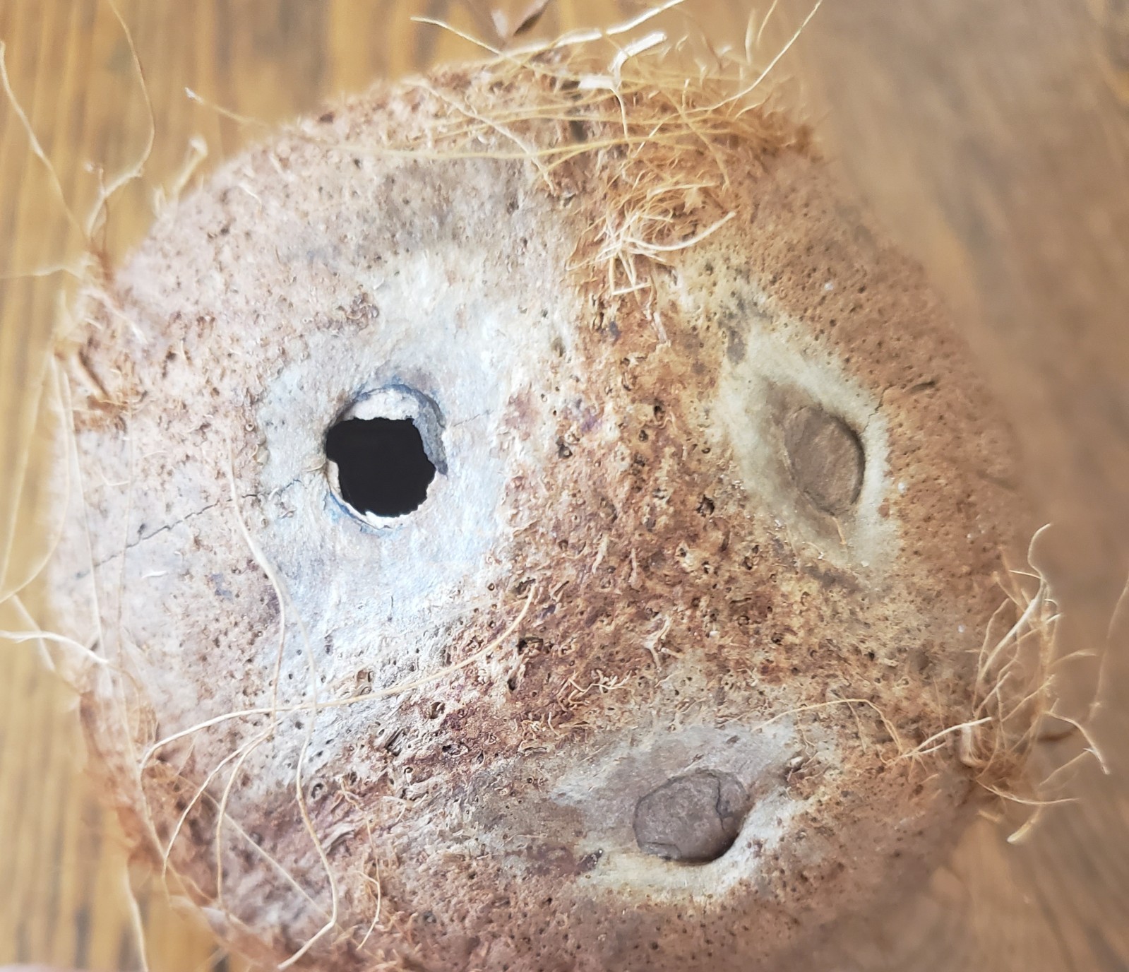 Unusual Natural Dried Coconut Shell Whole Husk Rustic Tiki Decor & Crafts