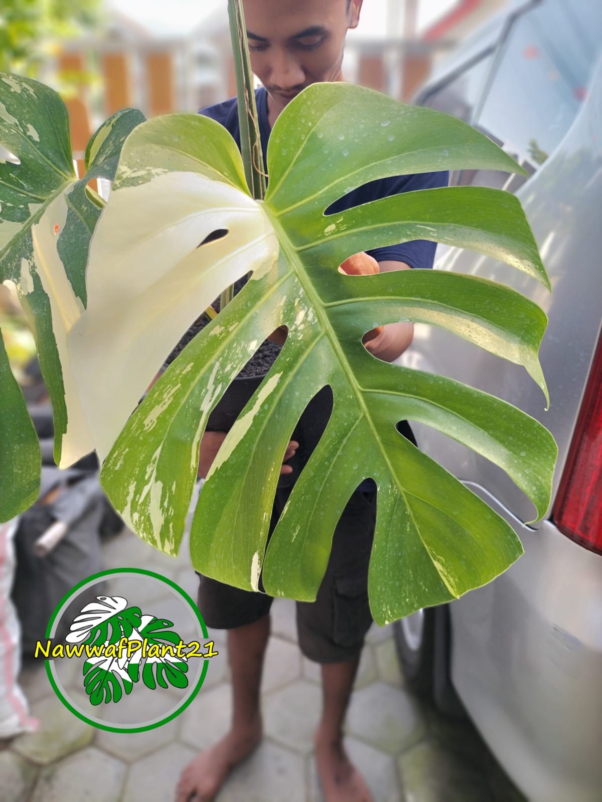 Monstera Jungle Mint Variegated Mature Real Picture Big Size 3 Leaf