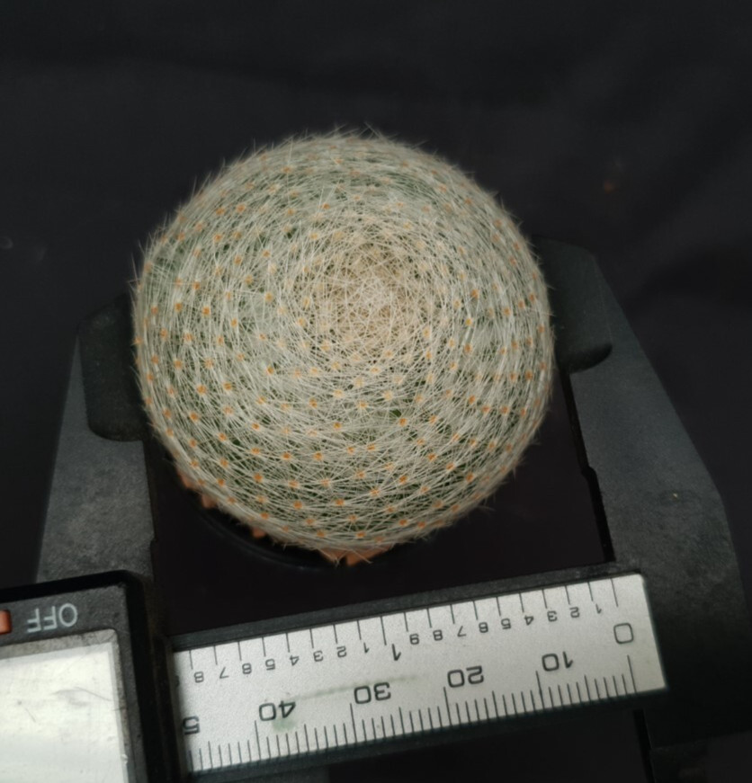 H13: Mammillaria lenta