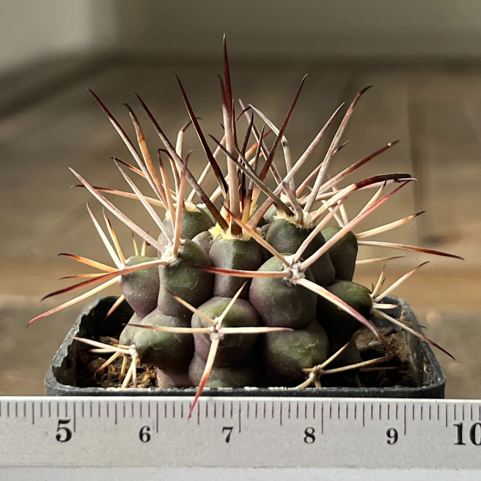 A45-1364 Gymnocalycium delaetii, own root