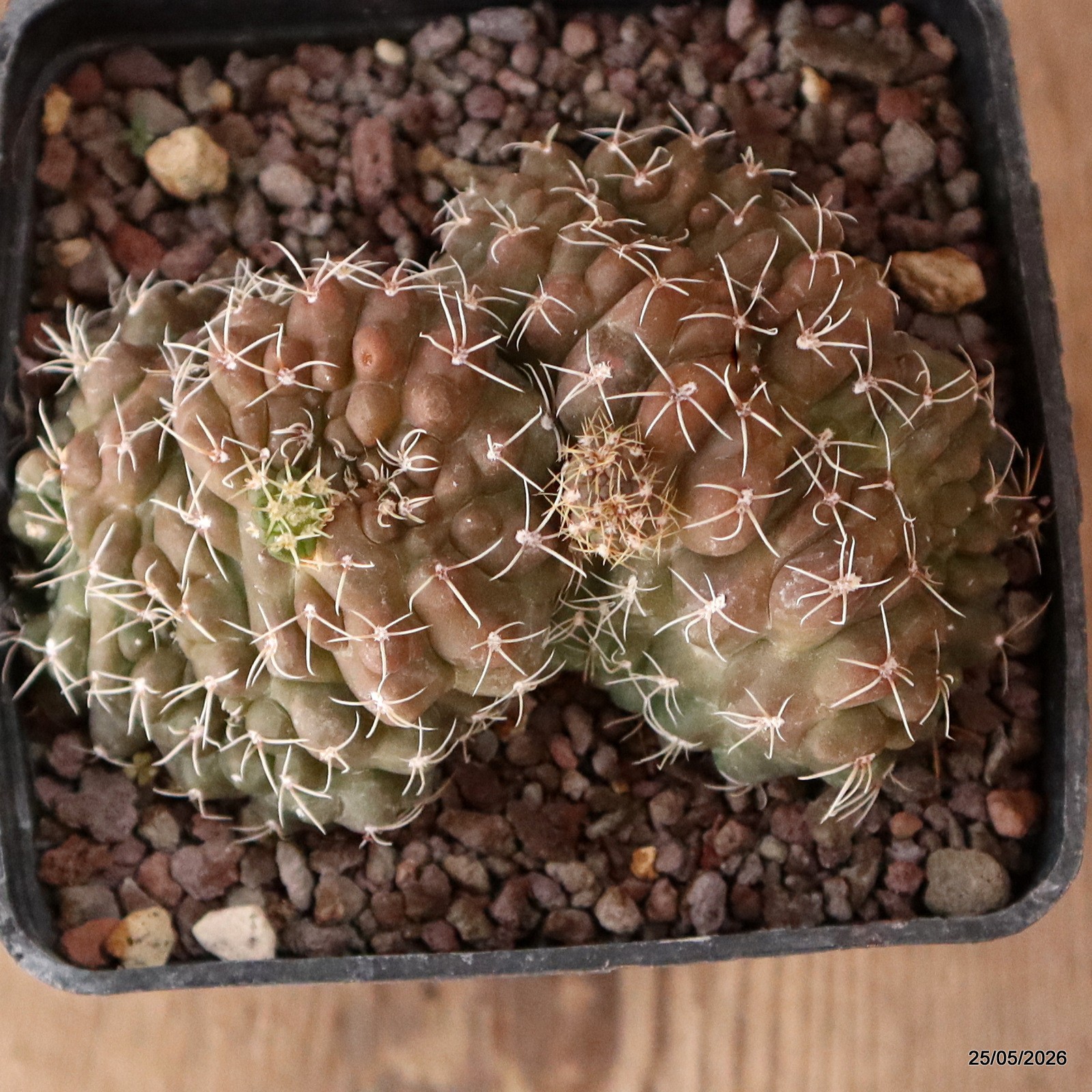 D5679 GYMNOCALYCIUM BALDIANUM CRESTED MONSTER pot10-H6-W10,5 cm MaMa Cactus