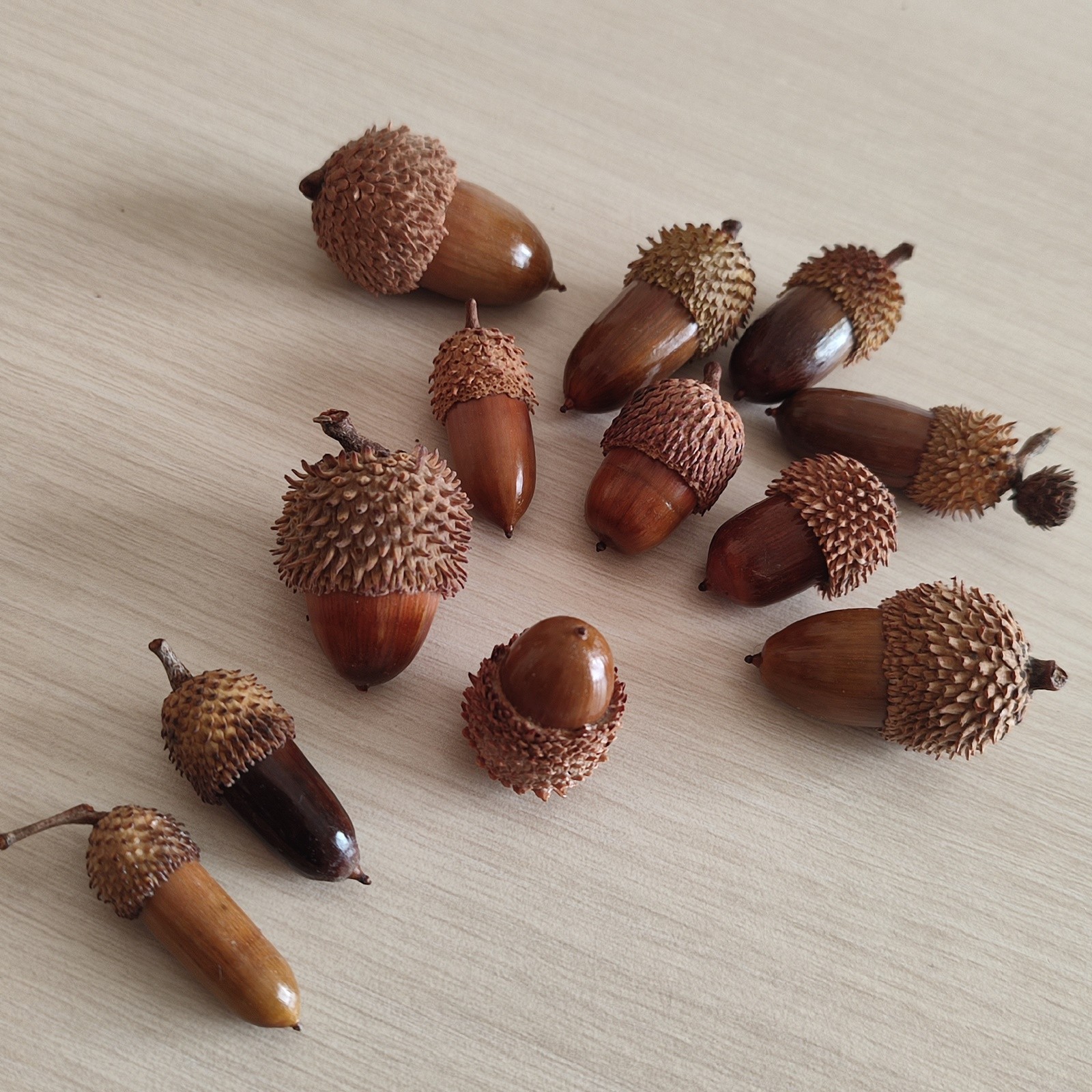 50 Pcs Hand Polished Real Dried Mix Acorns | Natural Cleaned And Baked Acorns