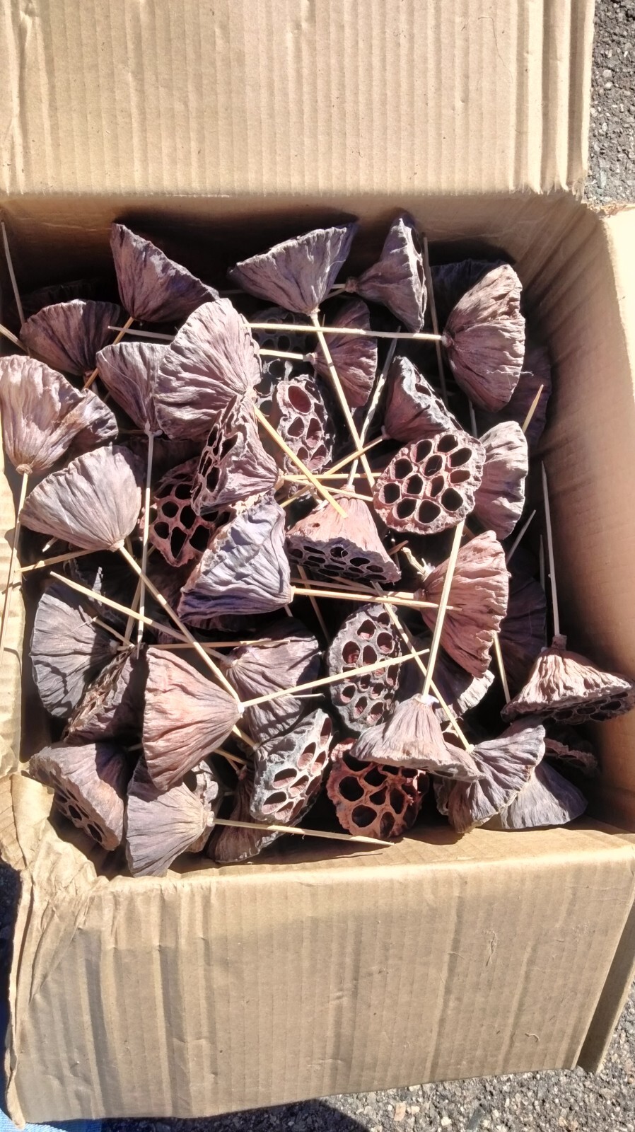 JOBLOT – 6″ Dried Lotus Pods On Pick Natural #14204501
