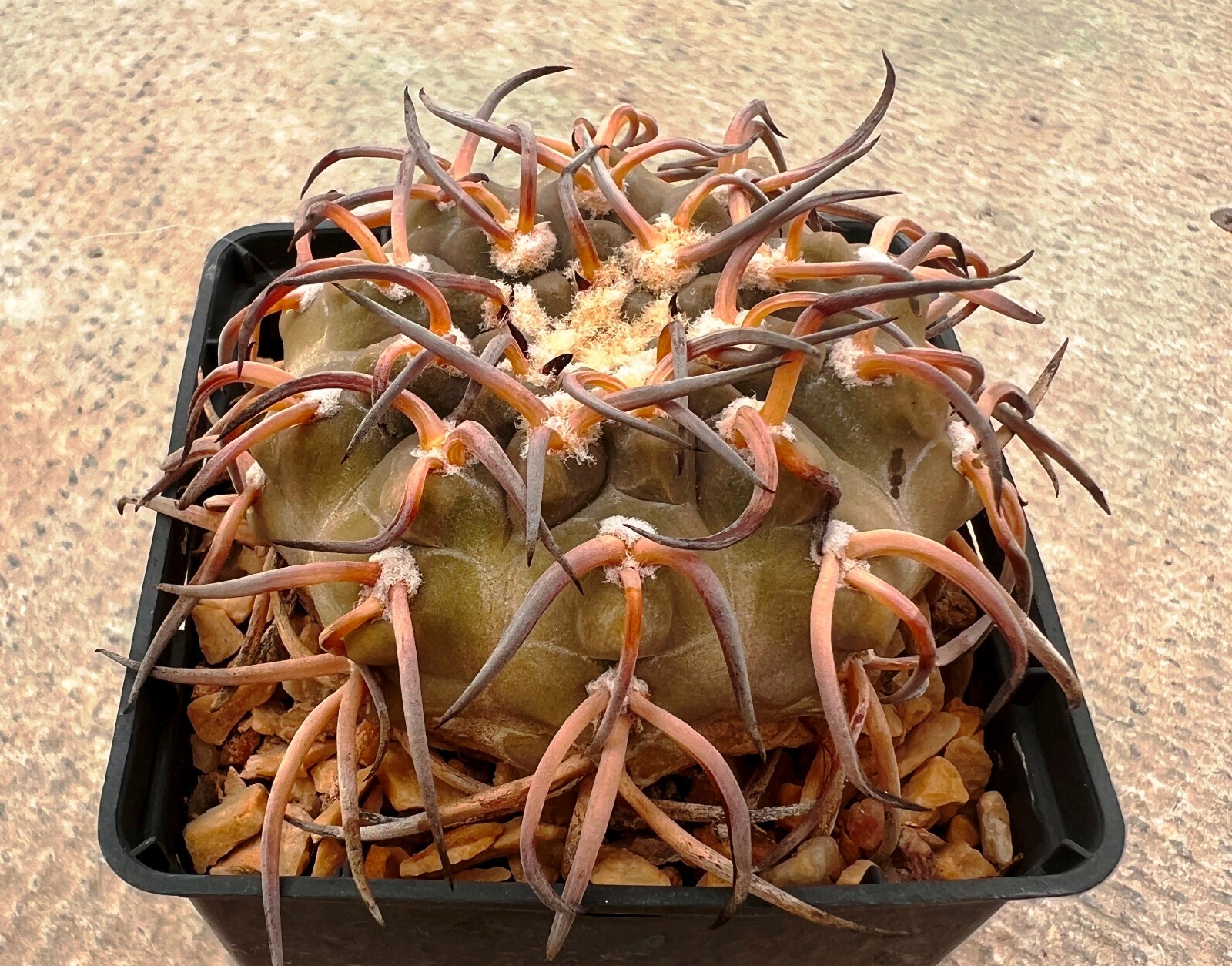 50 FRESH SE_EDS Gymnocalycium riojense v paucispinum selected