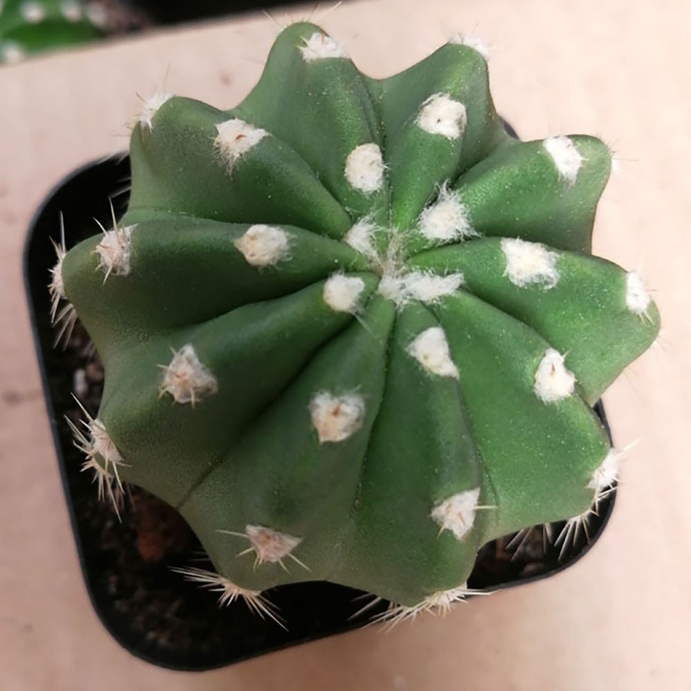 Echinopsis oxygona (Short Hair Ball Cactus) – Live Potted Plant