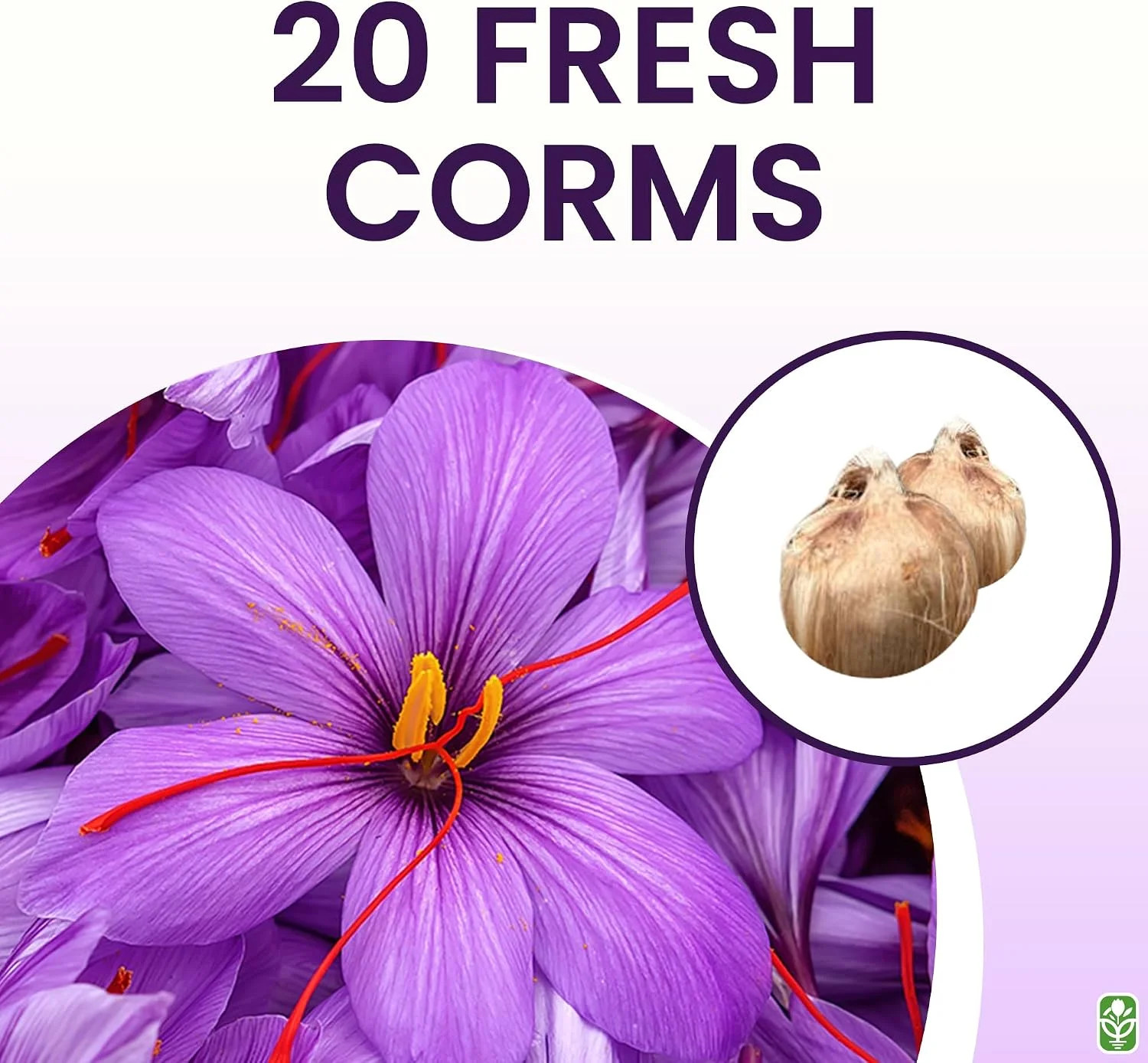 20 Jumbo Saffron Sativus Crocus Corms for Planting – Large 9/10 cm Saffron Crocu