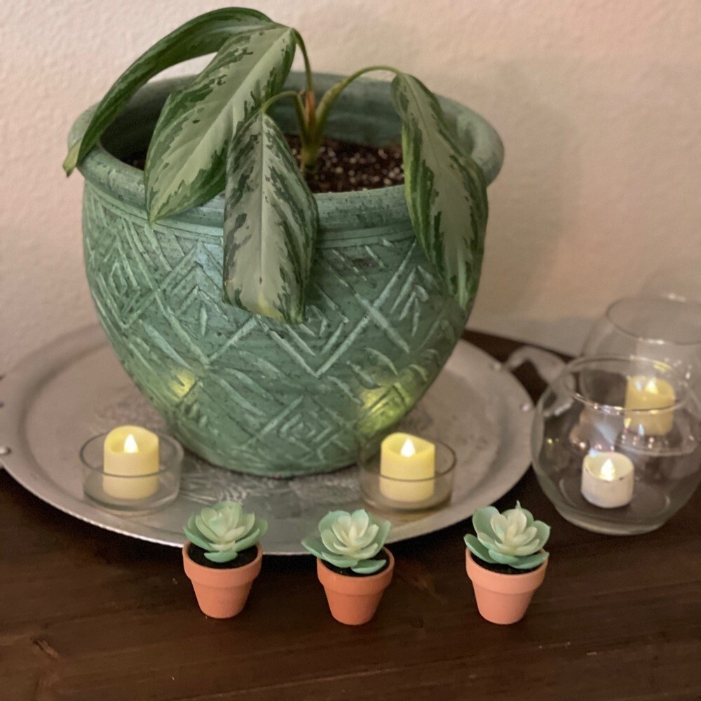 Set of new small decor succulent plant trio table top home accent mini event