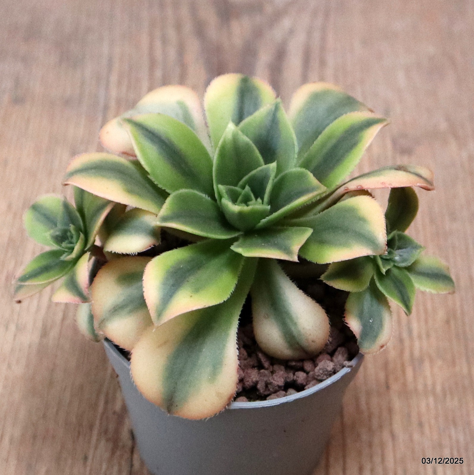 D7650 AEONIUM FLORESENS VARIEGATED pot6,5-H6-W11 cm MaMa Cactus