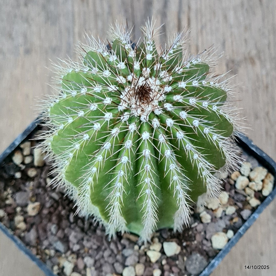 D6984 NEOBUXBAUMIA POLYLOPHA pot10-H13-W7 cm MaMa Cactus
