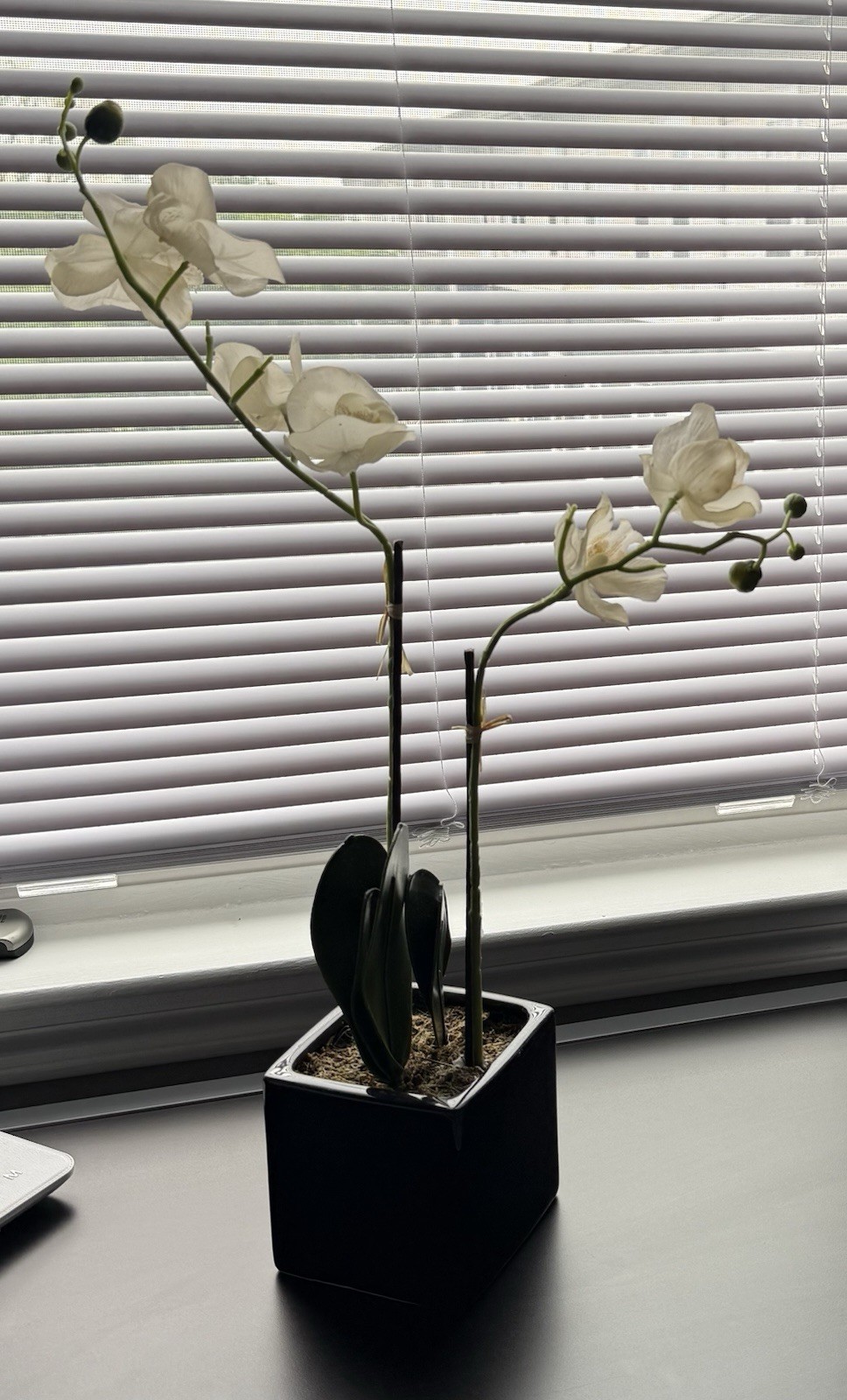 Real Touch White Phalaenopsis Potted Orchid Plant With A Black Ceramic Pot 18”