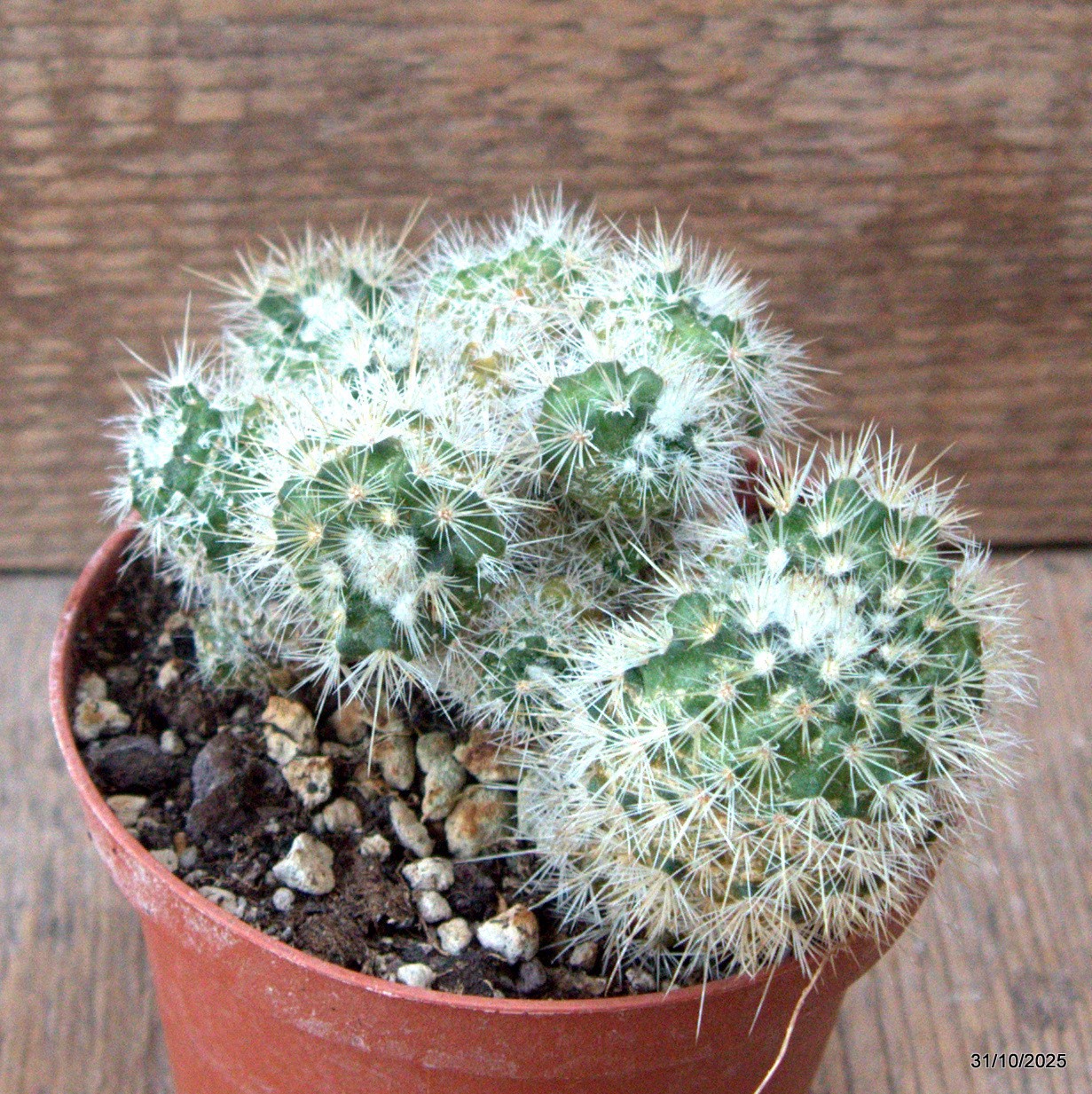 D7282 MAMMILLARIA BOCASANA MONSTER pot10-H8-W11 cm MaMa Cactus