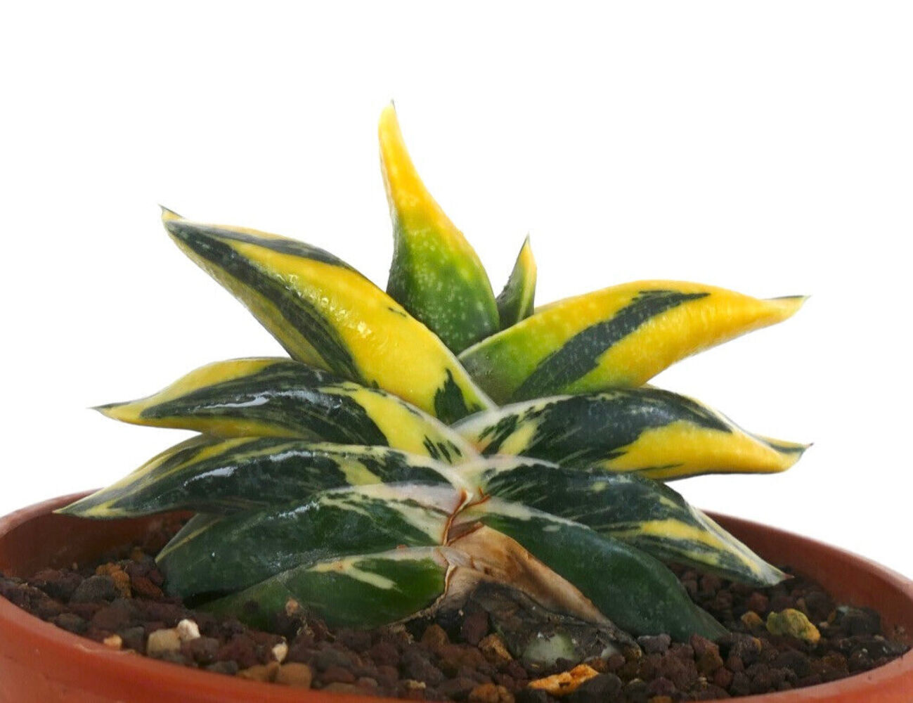 Gasteria armstrongii cv ZEUS VARIEGATED L43