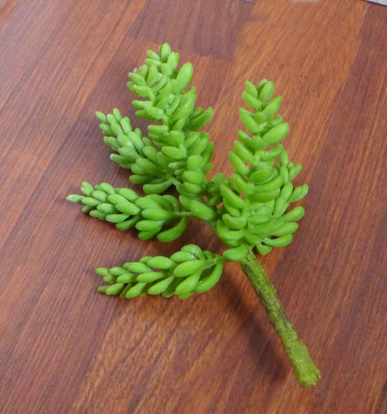 4 Pcs Artificial Plants 2 Yacon And 2 Mini Pine trees Succulents Grass