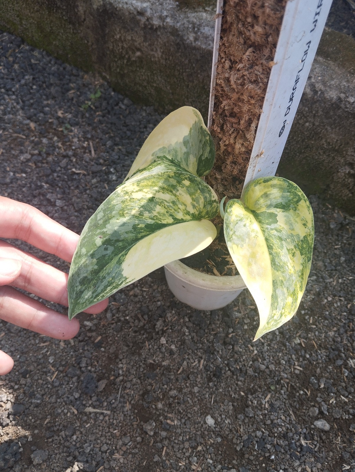 Scindapsus Andalas Variegated Real Picture