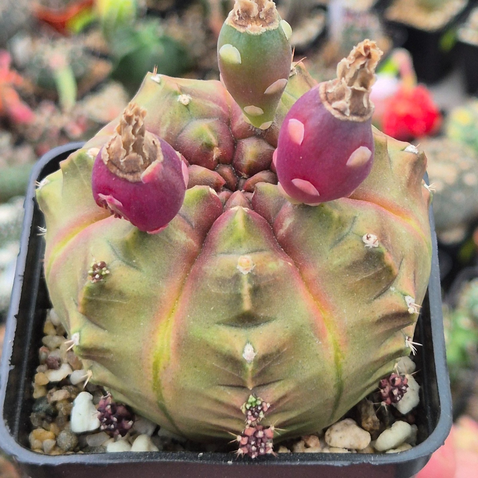 Gymnocalycium mihanovichii ‘Day Dream’ VVG1 20seeds harvest 2025