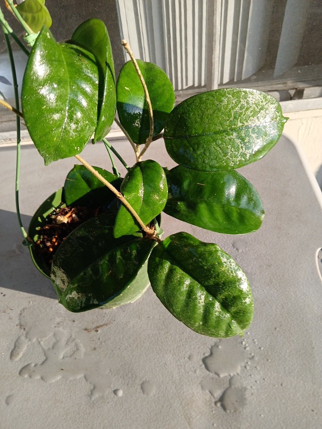 #865- HOYA FUNGI LIVE PLANT, LARGE LEAVES, LARGE PLANT,5″INCHES HANGER POT,