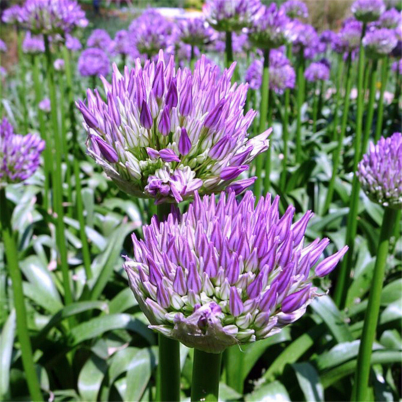 100pcs purple giant Allium giganteum flower seeds garden plant decor