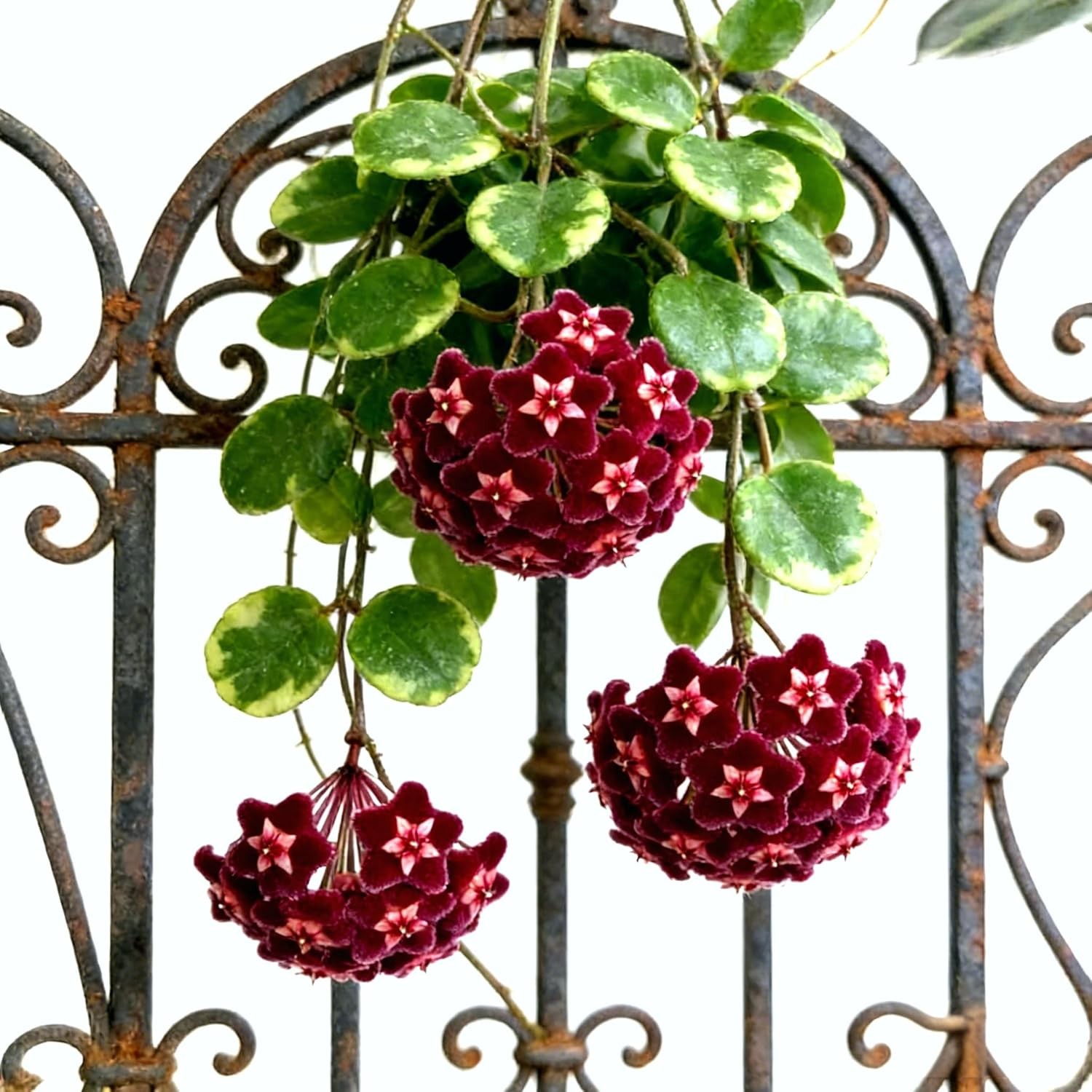 300+ Mixed Hoya Seeds for Planting, Wax Plant Fragrant Trailing Perennial, Non-G