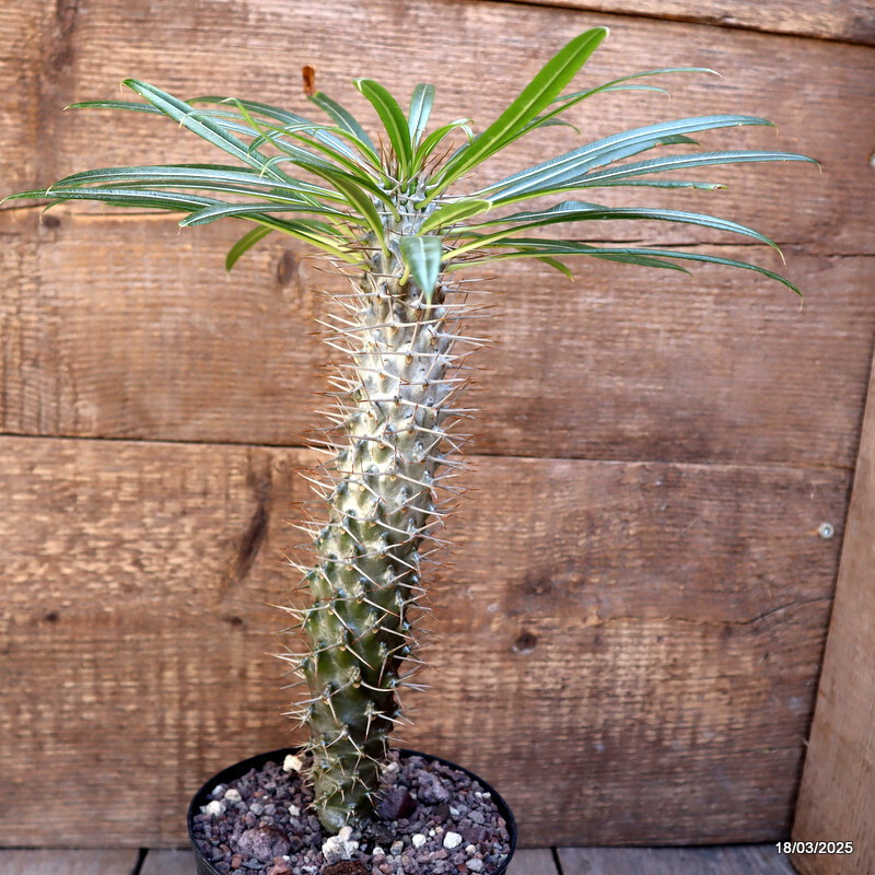 D3117 PACHYPODIUM LAMEREII pot14-H29-W5 cm MaMa Cactus