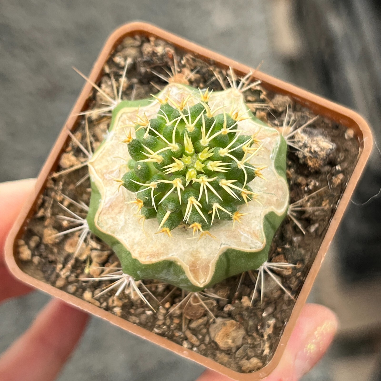 A27-1566. Mammillaria comptotricha cv. “BRV” (Grafted)
