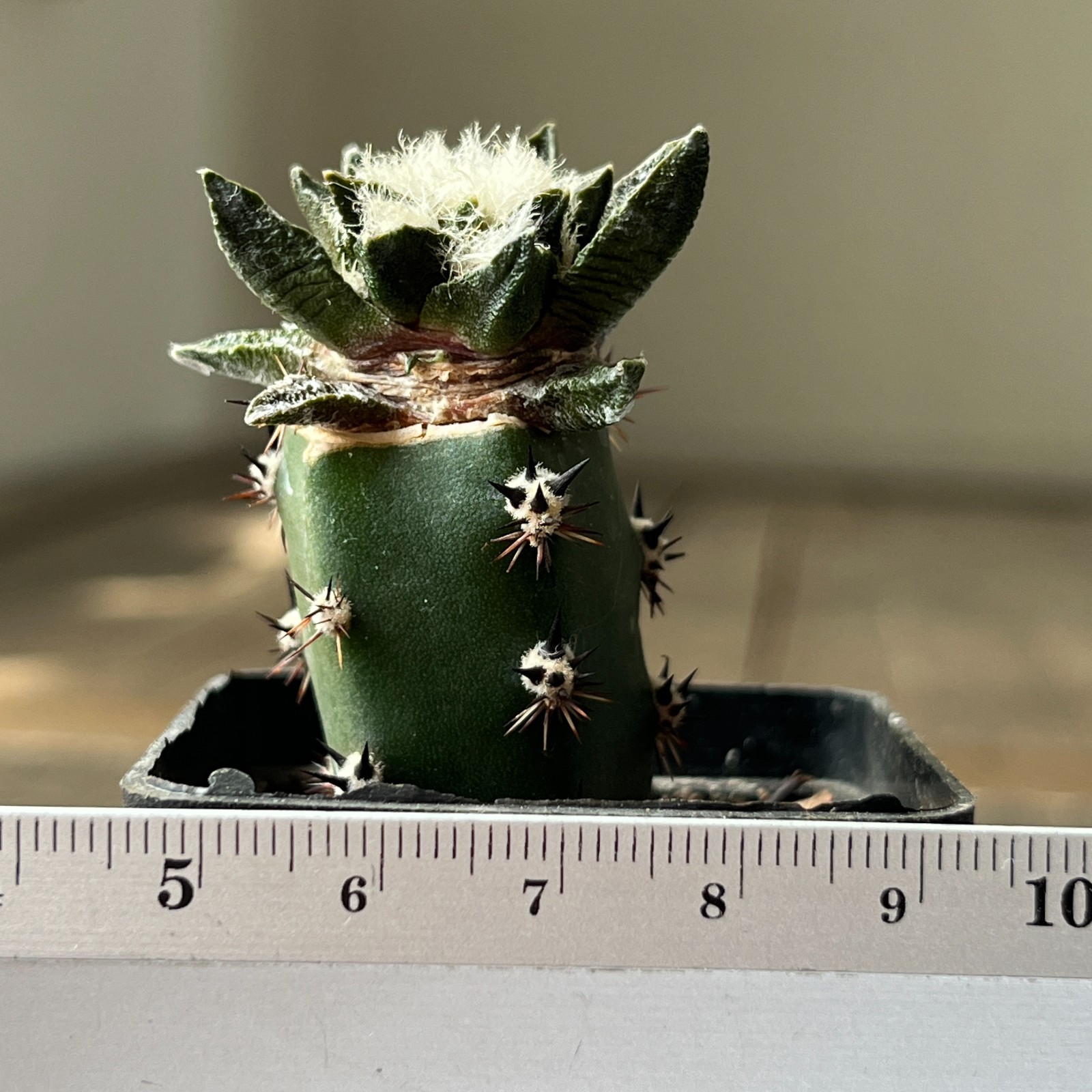 A9-438 Cactus scapharostrus, VM233, Rayones, grafted