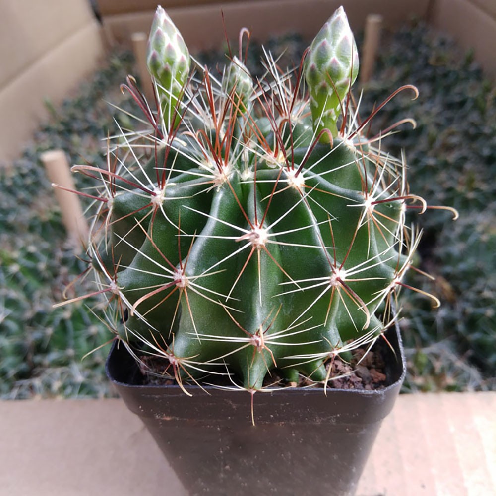 Thelocactus Setispinus (Fish Hook Cactus) – Drought Tolerant Live Plant