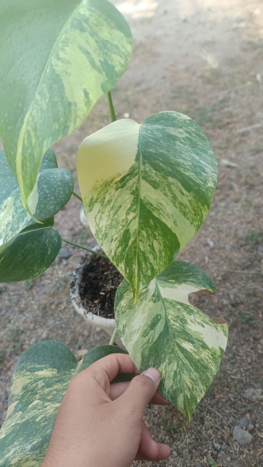 Real Picture Monstera Marmorata Tricolor Variegated 6 Leaves Medium Size