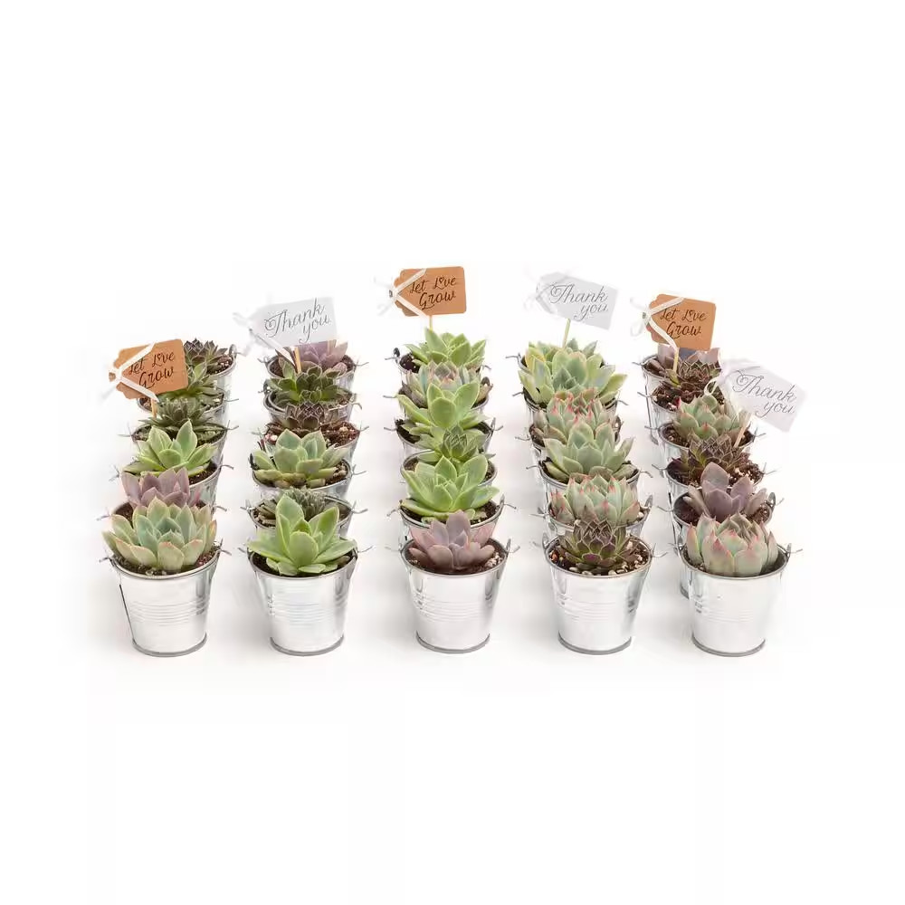 2 In. Wedding Event Rosette Succulents Plant with Tin Metal Pails and Thank You