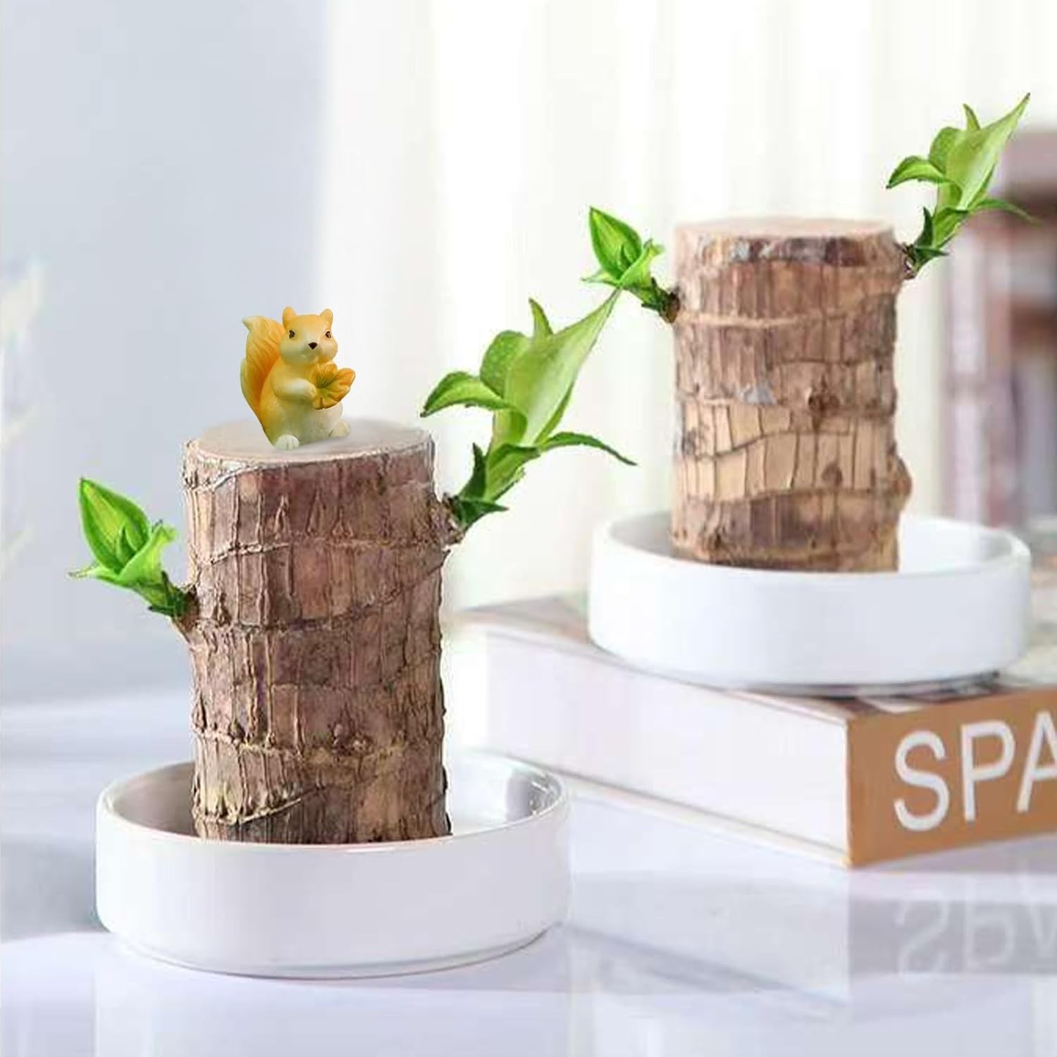 Brazilian Lucky Wood Plant,Fortune Brazil Wood Potted Plant with Squirrel,Min…