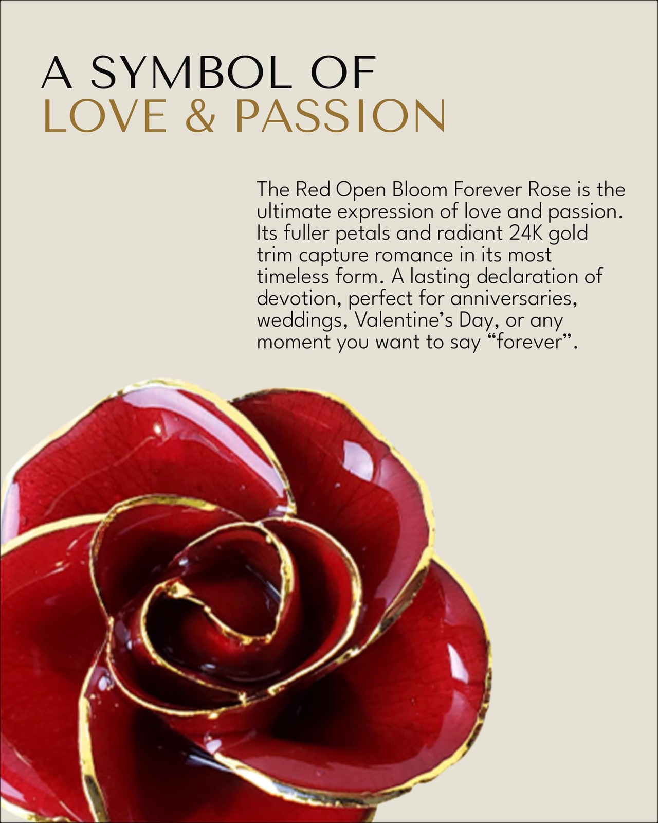 Forever Rose Gold Trimmed Red Open Bloom Real Rose Dipped in 24K