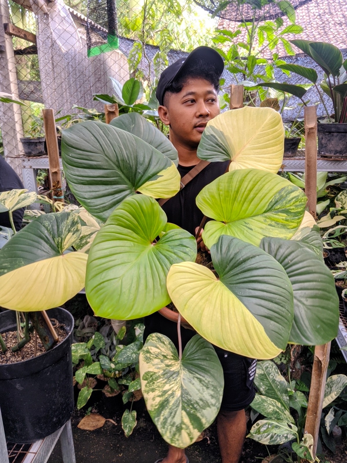 Homalomena Rubescens Variegated Large Size Real Picture