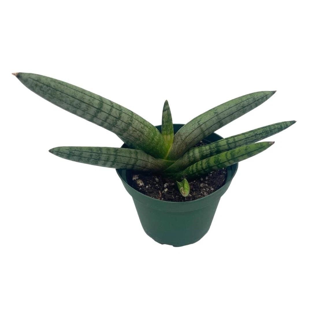 Sansevieria Cylindrica Boncel (Starfish Sansevieria) Snake Plant Mini Sta US