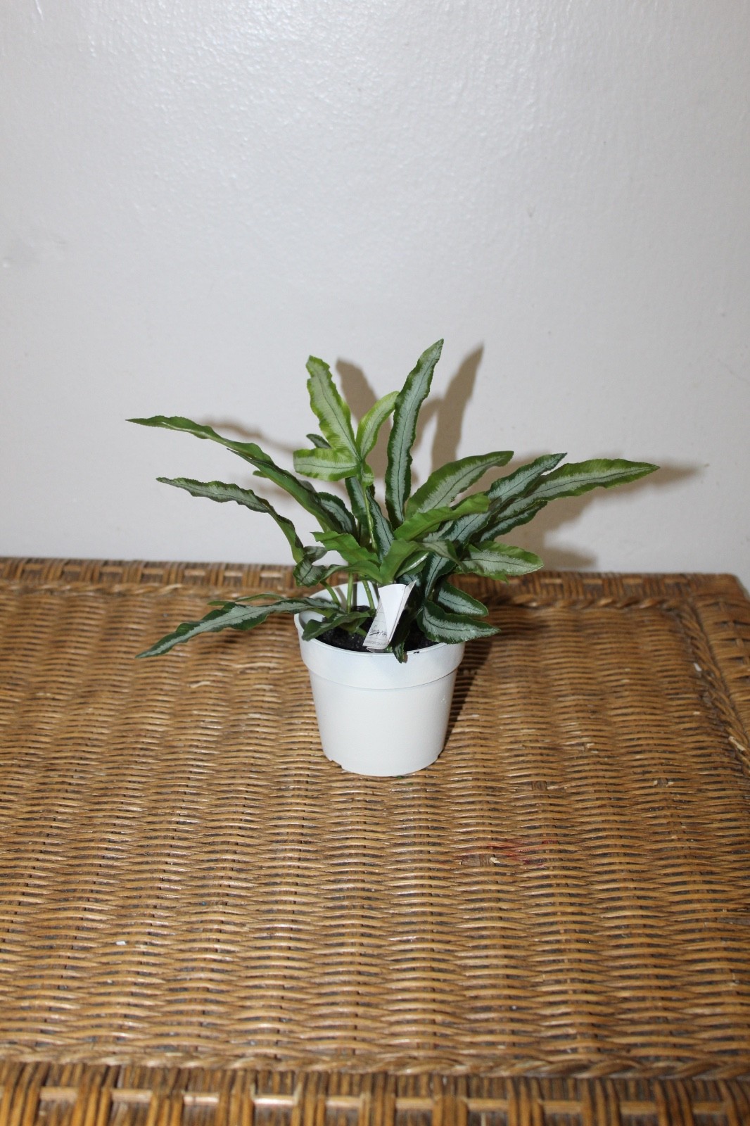 Williams Sonoma Artificial Potted Foliage Plant