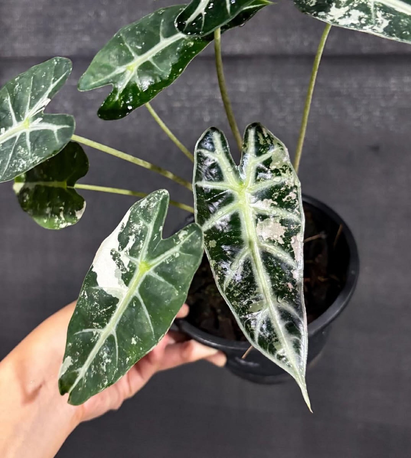 Rare Alocasia Bambino Variegated Real Plant Exotic Tropical Aroid Home Decor