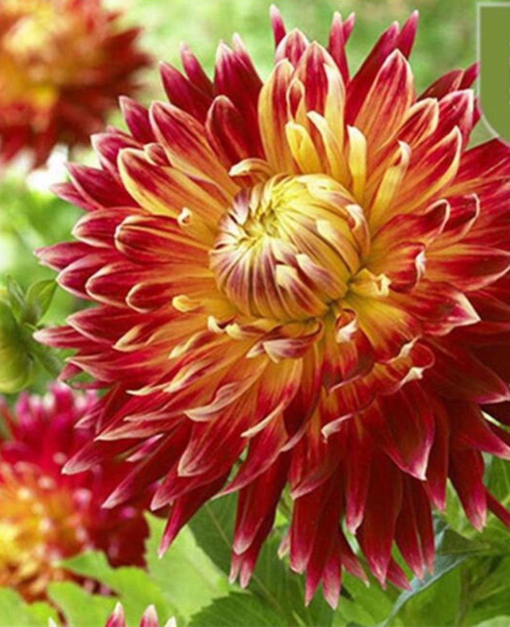(10) DAHLIA SEEDS rare exotic flower blossom garden plant USA SELLER W/TRACK
