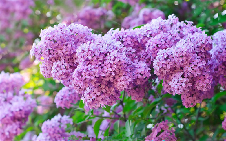 (10) LILAC SEEDS perennial flower rare exotic garden bed plant USA SELLER TRACK